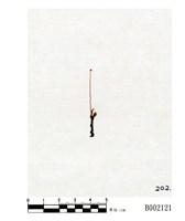 藏品(卷葉澤苔)的圖片